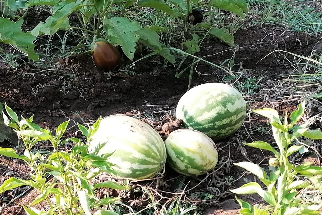 Moestuin close-up Moestuin met watermeloenen